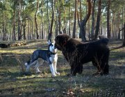 Превью фото № 149895