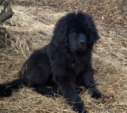 Превью фото № 149930