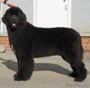 Превью фото № 149980