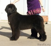 Превью фото № 149982