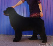 Превью фото № 149983