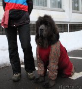 Превью фото № 149987