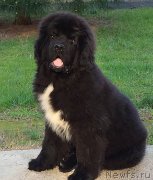 Превью фото № 150077