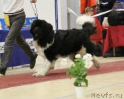 Превью фото № 150199