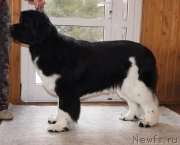 Превью фото № 150200