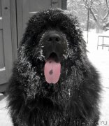 Превью фото № 150252