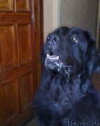 Превью фото № 150389