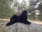 Превью фото № 150413