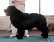 Превью фото № 150470