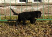 Превью фото № 150500