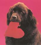 Превью фото № 15051