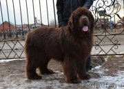 Превью фото № 150561