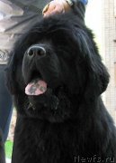 Превью фото № 150562