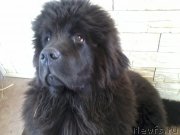 Превью фото № 150625