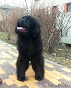 Превью фото № 150639