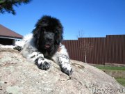 Превью фото № 150655