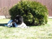 Превью фото № 150656