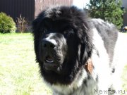 Превью фото № 150657