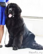 Превью фото № 150664