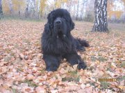 Превью фото № 150700