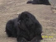 Превью фото № 150701