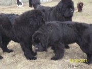 Превью фото № 150712