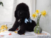 Превью фото № 150836