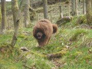 Превью фото № 150887