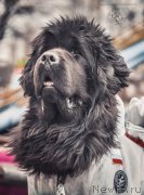 Превью фото № 150904