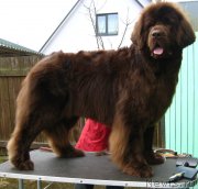 Превью фото № 150941