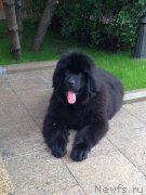 Превью фото № 150951