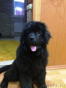 Превью фото № 151046