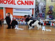 Превью фото № 151065