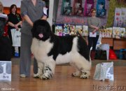 Превью фото № 151084