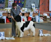 Превью фото № 151087