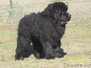 Превью фото № 151114