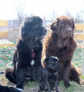 Превью фото № 151144