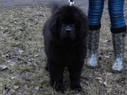 Превью фото № 151173