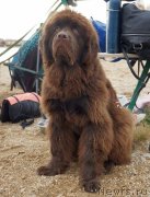 Превью фото № 151184