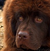 Превью фото № 151185