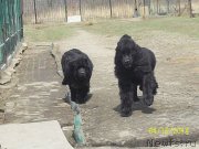 Превью фото № 151193