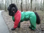 Превью фото № 151220