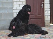 Превью фото № 151265