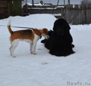 Превью фото № 151297