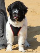 Превью фото № 151308