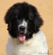 Превью фото № 151311