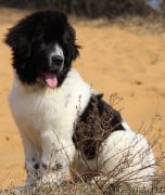 Превью фото № 151314