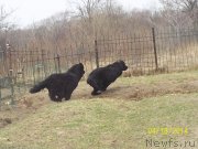 Превью фото № 151315