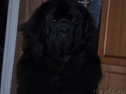 Превью фото № 151320