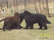 Превью фото № 151321